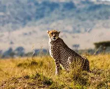 阿申纳拉贝尼扎夫2球帮助马赛取胜 阿申纳拉贝尼扎夫2球帮助马赛取胜